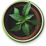 araucaria-pine-potted-plant