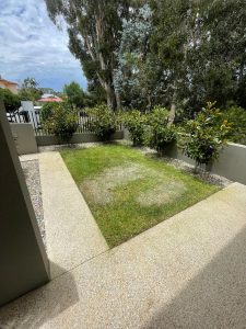 araucaria-pine-before-after-6