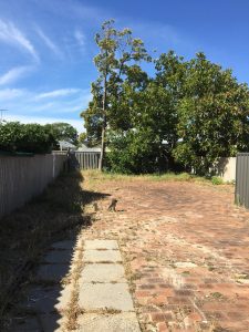 araucaria-pine-before-after-25
