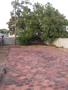 araucaria-pine-before-after-34